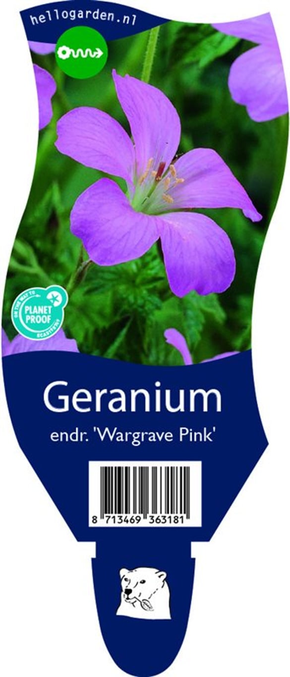 Geranium endressii 'Wargrave Pink' - P11